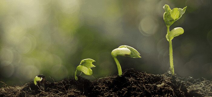 Four stages of a plant's growth are shown, from seedling emerging from soil to a young plant standing upright, with a blurred green background.