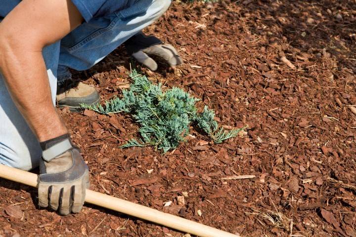 A person wearing gloves is using a rake to spread mulch around a small green shrub in a garden.